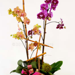 Orchid arrangement in a wicker basket with ribbon and bamboo stakes