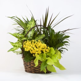 Basket arrangement with yellow flowers and assorted green plants