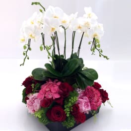 Orchid Garden Planter