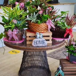 DESIGNERS CHOICE BASKET PLANTS