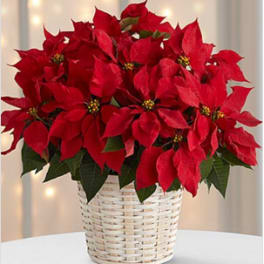 The Red Poinsettia Basket by FTD