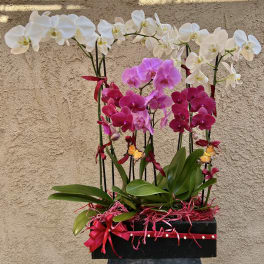 Orchid arrangement with white and pink blooms in a black container