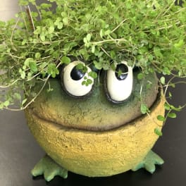 Small potted plant in a frog-shaped container with large cartoon eyes