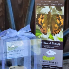 Butterfly wish kit in a clear gift box with a blue ribbon