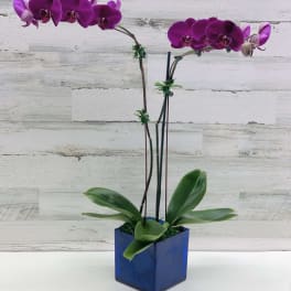 Two purple orchid stems in a blue square vase