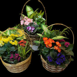 Three wicker baskets of mixed potted flowers and plants