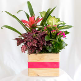 Tropical plant arrangement in a wooden box with pink ribbon