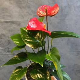 Potted anthurium plant with red flowers and glossy green leaves