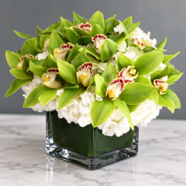 Green orchid and white hydrangea arrangement in a square glass vase