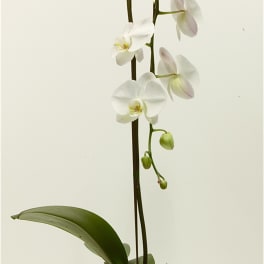 White orchid plant in a low white container with moss