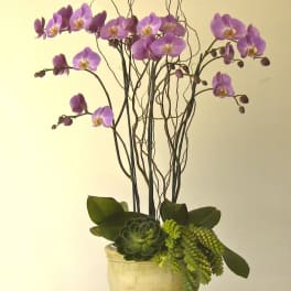 Purple orchids arranged in a beige pot with succulents