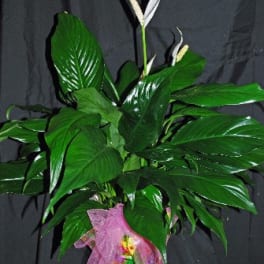Potted peace lily with white blooms wrapped in pink mesh