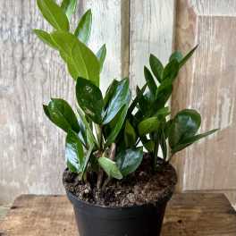 Potted green houseplant with glossy upright leaves in a black nursery pot