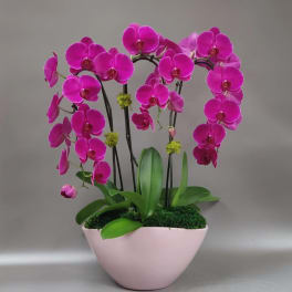 Pink orchids arranged in a pale pink bowl planter