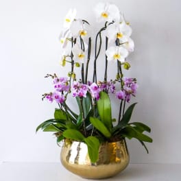 White and purple orchids in a gold bowl planter
