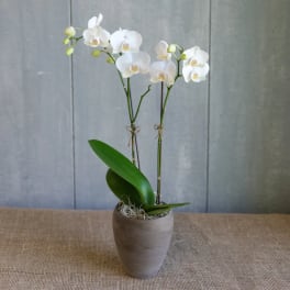 White orchid plant in a gray pot