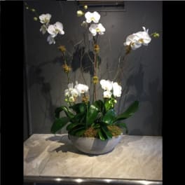 White orchids in a low gray bowl with broad green leaves