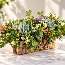 Succulent arrangement in a bark-style planter with small white flowers