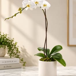 White orchid plant in a white pot on a marble surface