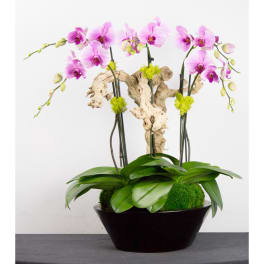 Pink orchids in a black bowl planter with driftwood and moss