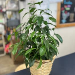 Potted green houseplant in a woven basket