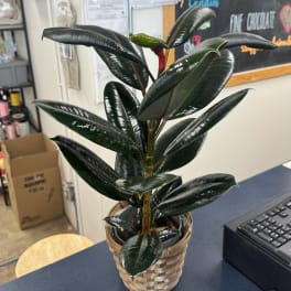 Potted rubber plant in a woven basket on a counter