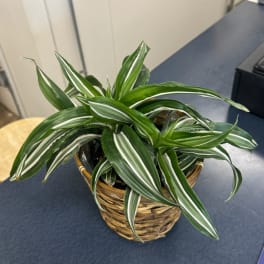 Potted striped green plant in a woven basket