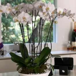 Multiple white orchid stems in a low white bowl planter on a countertop