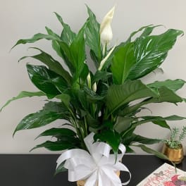 Potted peace lily with white blooms and a white ribbon in a basket