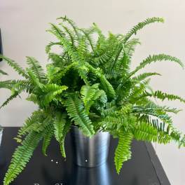 Potted fern in a silver metal container on a black table