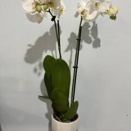 White orchid plant in a white pot with two blooming stems