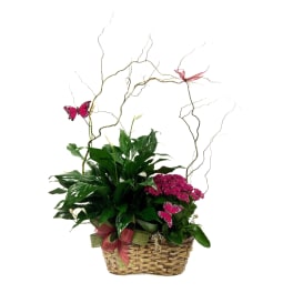 Basket arrangement with green plants, pink flowers, and butterfly decorations