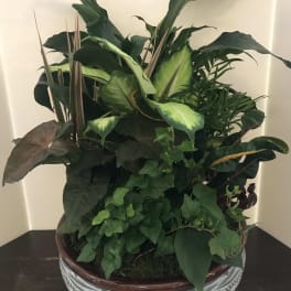 A large potted arrangement of assorted green houseplants in a decorative bowl.
