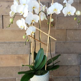 White orchid plant in a textured white pot