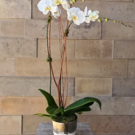 White orchid plant in a decorative pot