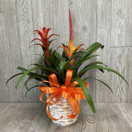 Bromeliad Garden
