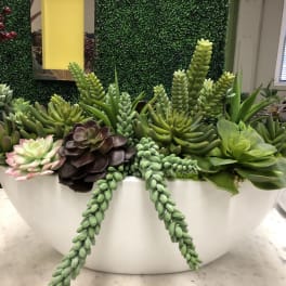 Succulent Boat