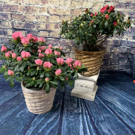 Two potted pink flowering plants in woven baskets