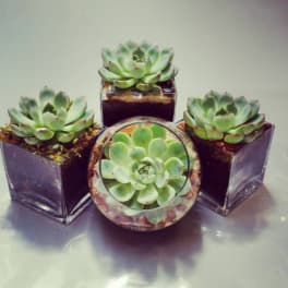 Four succulent plants in small square glass containers and a round glass container
