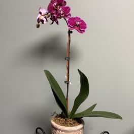 Potted orchid with magenta blooms in a decorative ceramic pot