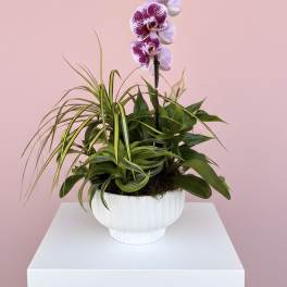 Mixed green houseplants with a pink and white orchid in a white bowl planter on a white pedestal.