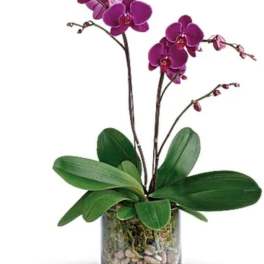 Purple orchid plant with arching blooms in a clear glass vase filled with pebbles