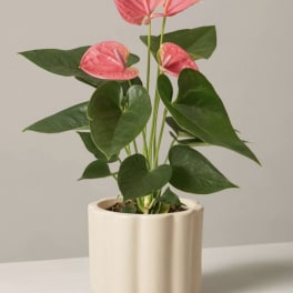Pink anthurium plant in a cream ceramic pot