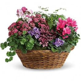 Simply Chic Mixed Plant Basket
