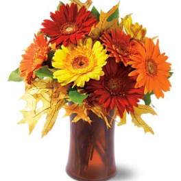 Autumn Gerberas