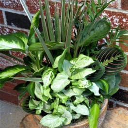 Assorted green houseplants arranged in a decorative shallow bowl planter
