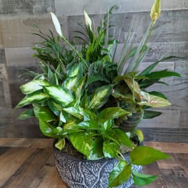 Mixed tropical plants arranged in a decorative round planter