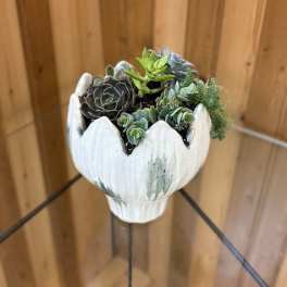 Succulent Garden - Tulip Container