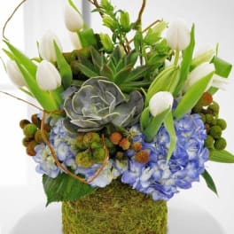 Compact arrangement of white tulips, blue hydrangeas, and succulents in a moss-covered cylinder.