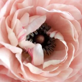 Close-up of a pale pink ranunculus bloom